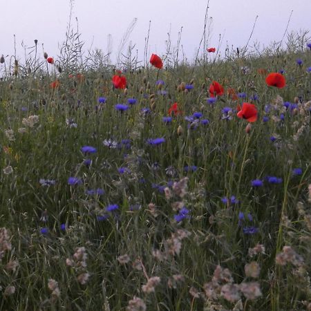 Mueritzbrise 1 Leilighet Ludorf Eksteriør bilde